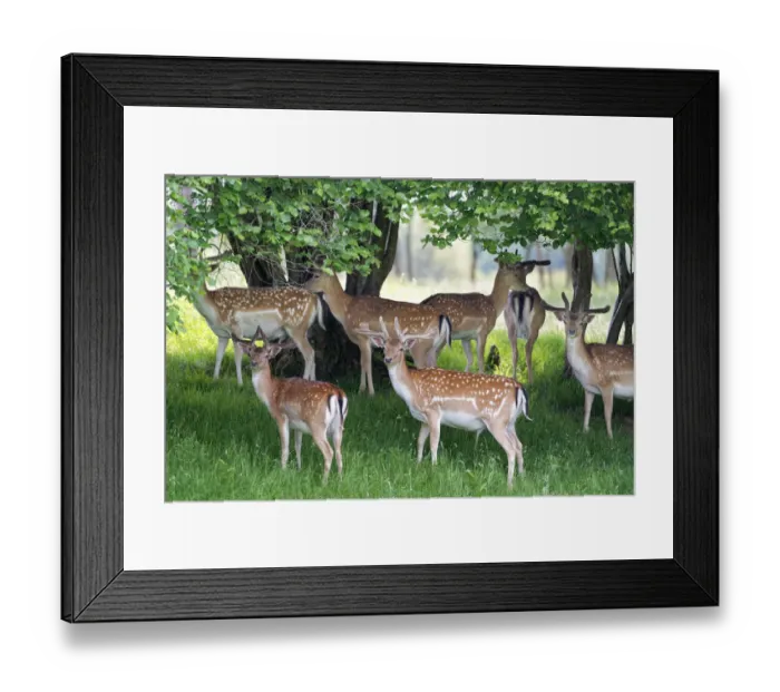 Framed Print : Fallow deer (Dama Dama) stags in velvet standing in a shady woodland spot, Knepp Estate Framed Print : Fallow deer (Dama Dama) stags in velvet standing in a shady woodland spot, Knepp Estate