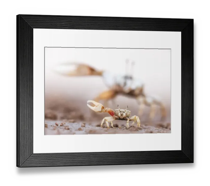 Framed Print : Mexican Fiddler Crab (Leptuca crenulata) male displaying, Morua Estuary, near Rocky Point Framed Print : Mexican Fiddler Crab (Leptuca crenulata) male displaying, Morua Estuary, near Rocky Point