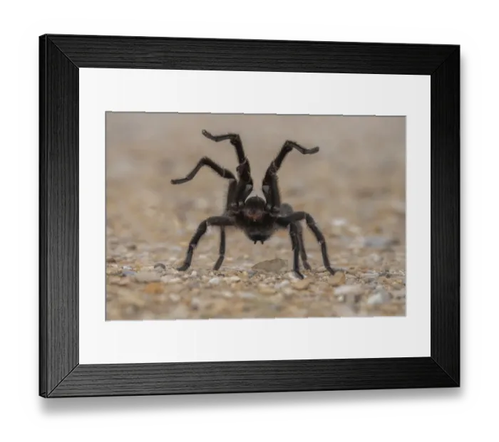 Framed Print : Texas brown tarantula (Aphonopelma hentzi) in defensive posture Framed Print : Texas brown tarantula (Aphonopelma hentzi) in defensive posture