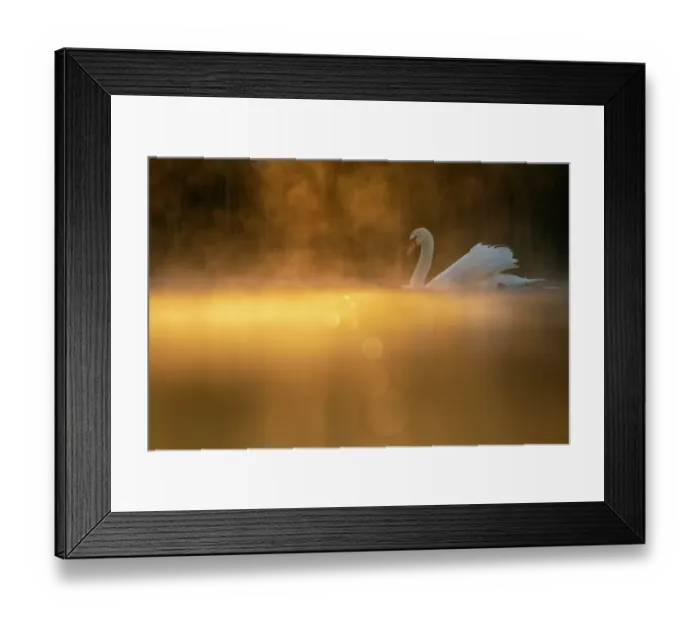 Framed Print : Mute swan (Cygnus olor) in early morning light. Valkenhorst nature reserve, Valkenswaard, The Netherlands. May Framed Print : Mute swan (Cygnus olor) in early morning light. Valkenhorst nature reserve, Valkenswaard, The Netherlands. May