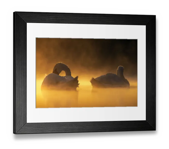 Framed Print : Mute swans (Cygnus olor) in early morning light. Valkenhorst nature reserve, Valkenswaard Framed Print : Mute swans (Cygnus olor) in early morning light. Valkenhorst nature reserve, Valkenswaard