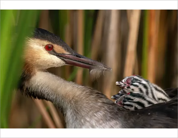 Great crested grebe (Podiceps cristatus) feeding feather to one of its chicks, Valkenhorst nature reserve, Valkenswaard, The Netherlands. August. Bird Photographer of the Year 2022 - Bird Behaviour category - Highly commended