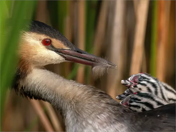 Great crested grebe (Podiceps cristatus) feeding feather to one of its chicks, Valkenhorst nature reserve, Valkenswaard, The Netherlands. August. Bird Photographer of the Year 2022 - Bird Behaviour category - Highly commended