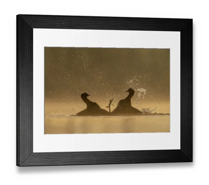 Framed Print : Coots (Fulica Atra) fighting in early morning light. Valkenhorst nature reserve Framed Print : Coots (Fulica Atra) fighting in early morning light. Valkenhorst nature reserve