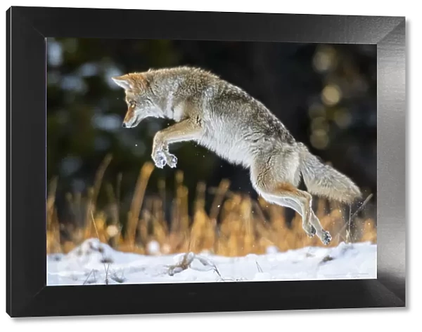Coyote (Canis latrans) pouncing, hunting technique in Yellowstone National Park, Wyoming