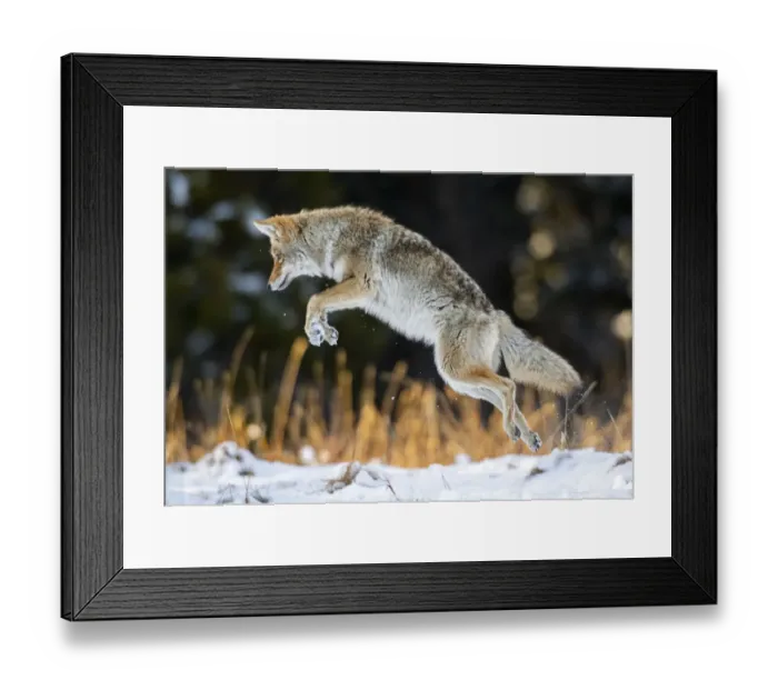 Framed Print : Coyote (Canis latrans) pouncing, hunting technique in Yellowstone National Park, Wyoming Framed Print : Coyote (Canis latrans) pouncing, hunting technique in Yellowstone National Park, Wyoming