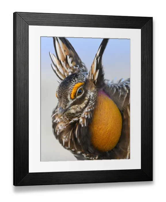 Framed Print : Greater Prairie-Chicken (Tympanuchus cupido) male displaying on lek Framed Print : Greater Prairie-Chicken (Tympanuchus cupido) male displaying on lek