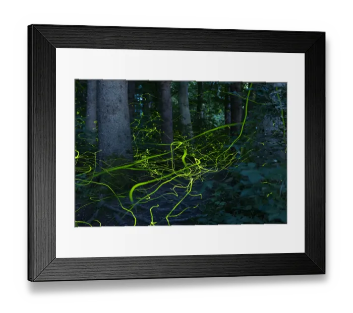 Framed Print : Firefly (Lamprohiza splendidula) light trails of males in forest at dusk, Bavaria