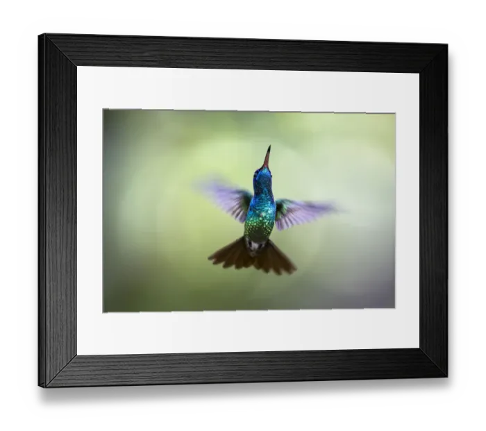 Framed Print : Golden-tailed sapphire (Chrysuronia oenone) in flight. Pilcopata, Cuzco, Peru. May Framed Print : Golden-tailed sapphire (Chrysuronia oenone) in flight. Pilcopata, Cuzco, Peru. May