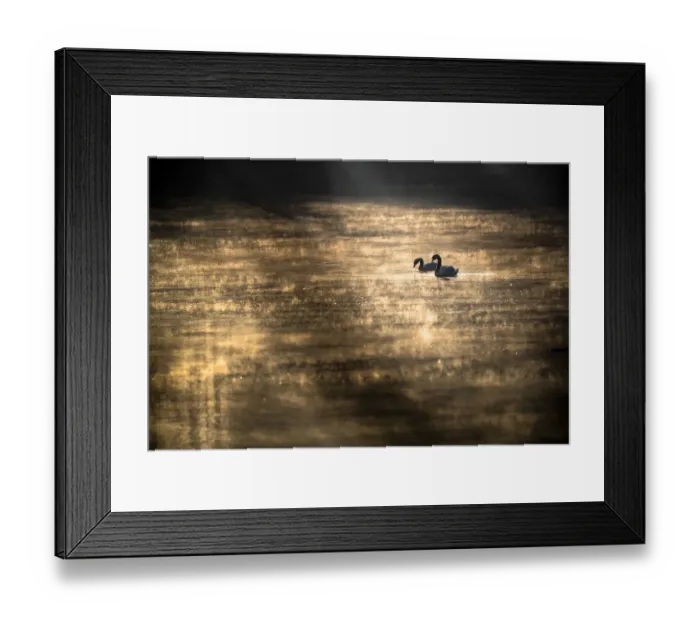 Framed Print : Pair of Mute swans (Cygnus olor) at sunrise on misty lake. Poland, March Framed Print : Pair of Mute swans (Cygnus olor) at sunrise on misty lake. Poland, March