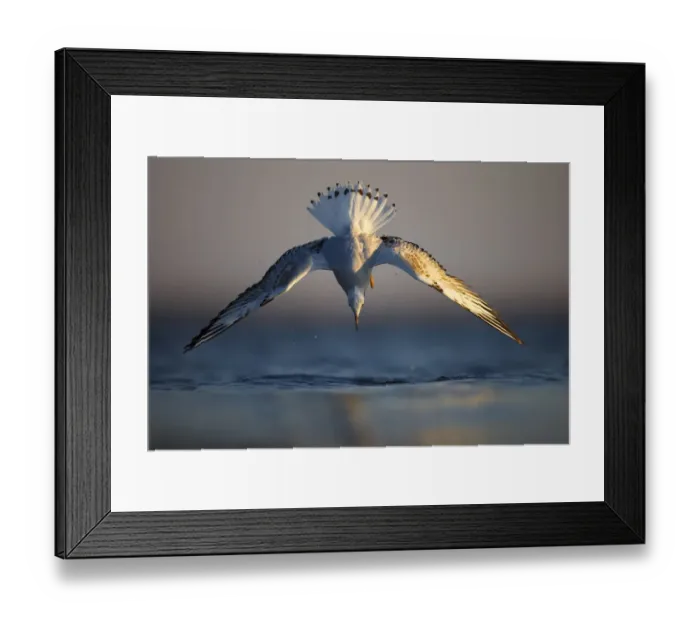 Framed Print : Black-headed gull (chroicocephalus ridibundus) diving into water