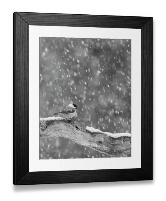 Framed Print : Willow Tit (Parus montanus) in snow, Mainua, Kajaani, Finland, March Framed Print : Willow Tit (Parus montanus) in snow, Mainua, Kajaani, Finland, March