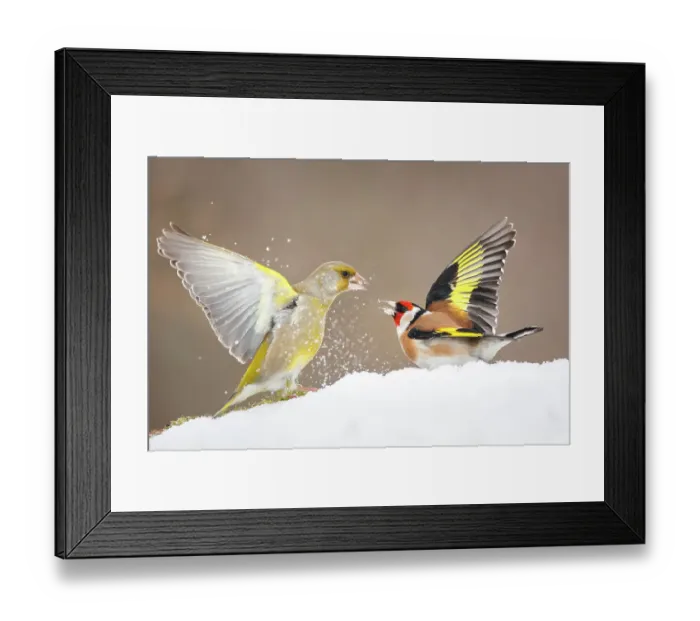 Framed Print : Greenfinch (Carduelis chloris) and Goldfinch (Carduelis carduelis) fighting in snow, Poland. February Framed Print : Greenfinch (Carduelis chloris) and Goldfinch (Carduelis carduelis) fighting in snow, Poland. February