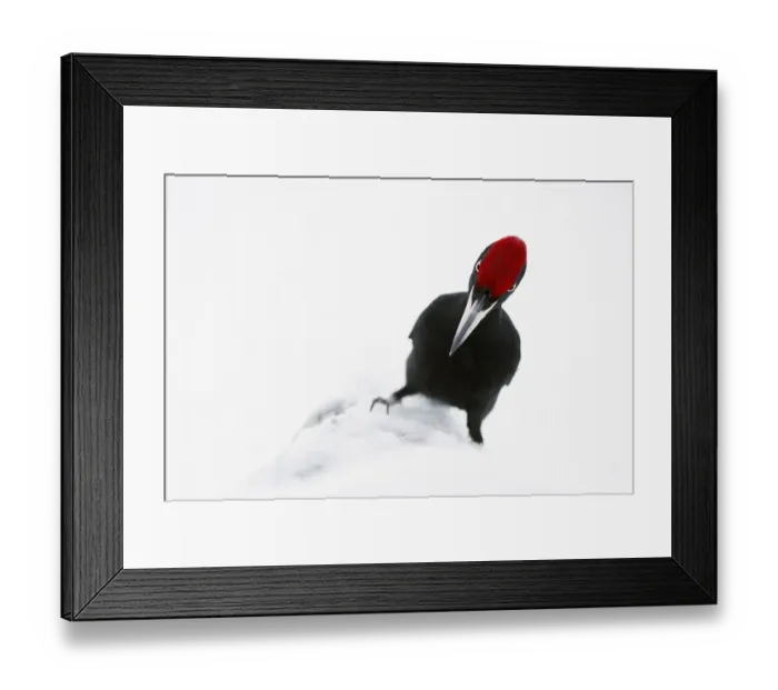 Framed Print : Male Black woodpecker (Dryocopus martius) in snow, showing red crown Framed Print : Male Black woodpecker (Dryocopus martius) in snow, showing red crown