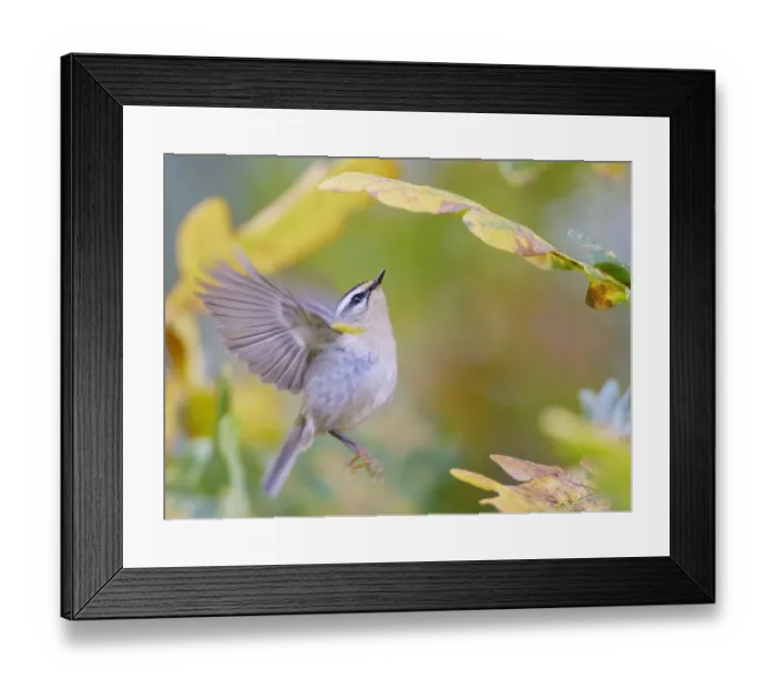 Framed Print : Firecrest (Regulis ignicapilla) in flight, Parainen, Uto, Finland. October Framed Print : Firecrest (Regulis ignicapilla) in flight, Parainen, Uto, Finland. October