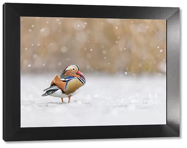 Mandarin duck (Aix galericulata) drake standing on frozen pond during snowstorm