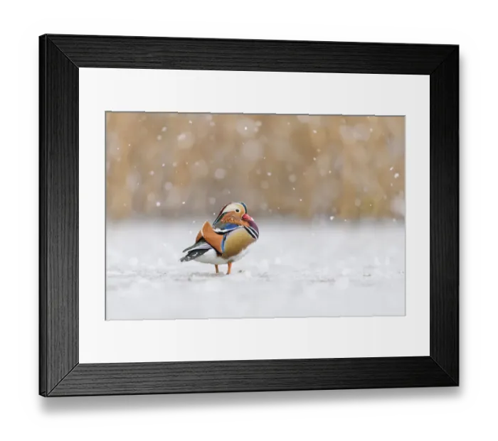 Framed Print : Mandarin duck (Aix galericulata) drake standing on frozen pond during snowstorm Framed Print : Mandarin duck (Aix galericulata) drake standing on frozen pond during snowstorm