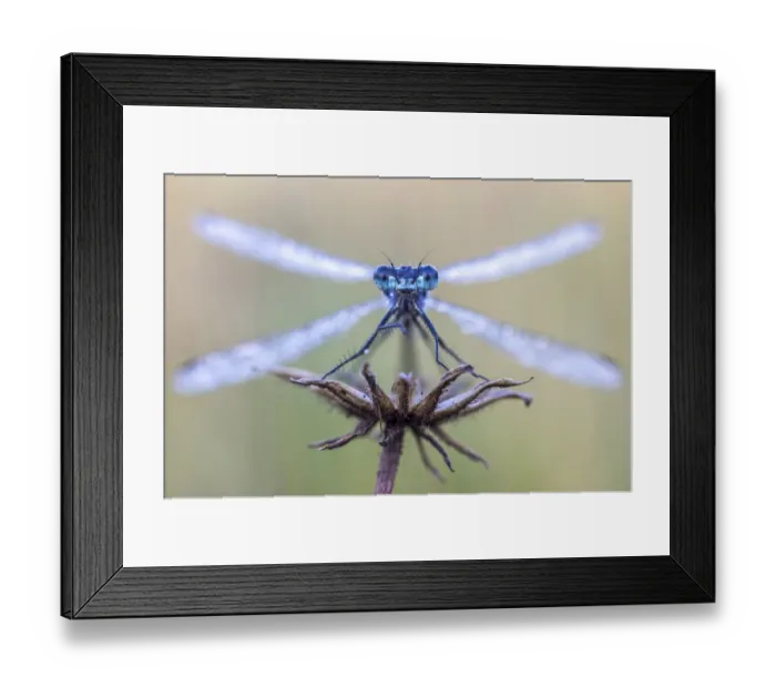 Framed Print : Emerald damselfy (Lestes sponsa) at Ledstone pond near Leeds, UK. September Framed Print : Emerald damselfy (Lestes sponsa) at Ledstone pond near Leeds, UK. September