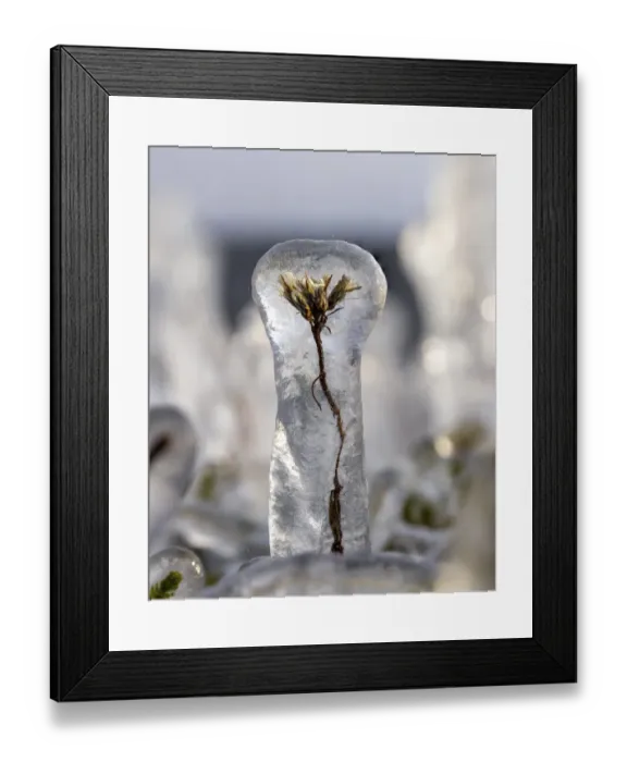 Framed Print : Plant encased in ice after a storm. Lake Tornetrask, North Sweden. October Framed Print : Plant encased in ice after a storm. Lake Tornetrask, North Sweden. October