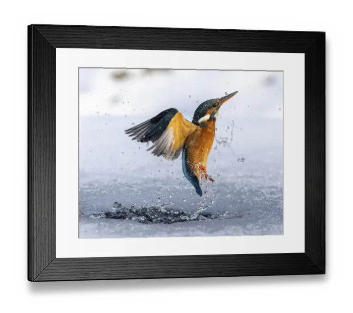 Framed Print : A female kingfisher (Alcedo atthis) fishing, flying out of an ice hole in winter Framed Print : A female kingfisher (Alcedo atthis) fishing, flying out of an ice hole in winter