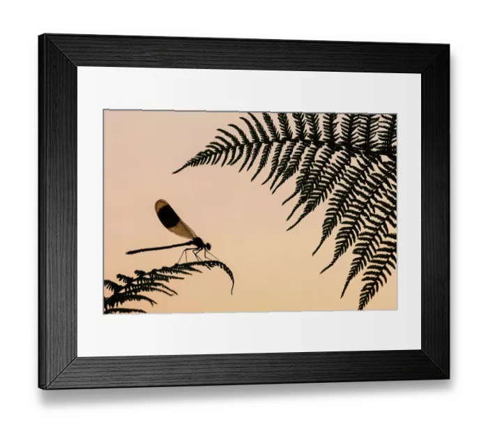 Framed Print : Banded demoiselle (Calopteryx splendens) male silhouetted on a fern, Lower Tamar Lakes, Cornwall, UK. July Framed Print : Banded demoiselle (Calopteryx splendens) male silhouetted on a fern, Lower Tamar Lakes, Cornwall, UK. July