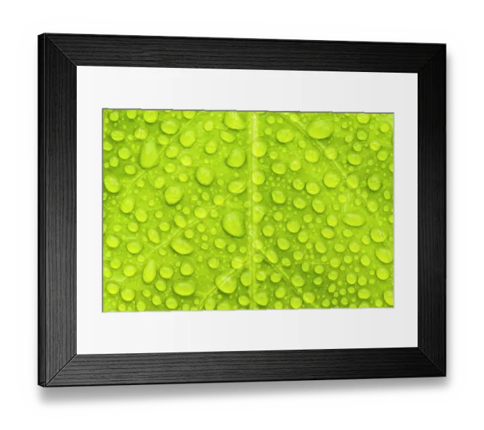 Framed Print : Water droplets on leaf creating a natural pattern, Tresco Tropical Garden, Tresco, Isle of Scilly, Cornwall, UK. June Framed Print : Water droplets on leaf creating a natural pattern, Tresco Tropical Garden, Tresco, Isle of Scilly, Cornwall, UK. June