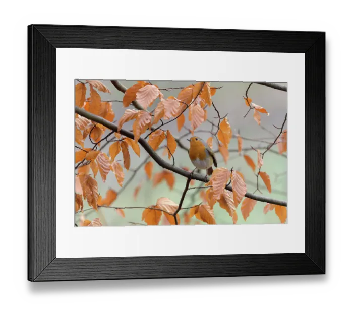 Framed Print : European robin (Erithacus rubecula), Reddish Vale Country Park, Greater Manchester, UK. January Framed Print : European robin (Erithacus rubecula), Reddish Vale Country Park, Greater Manchester, UK. January