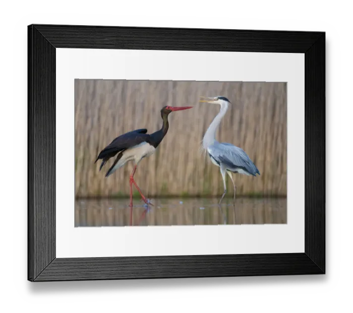 Framed Print : Black stork (Ciconia nigra) and Grey heron (Ardea cinerea) Pusztaszer reserve, Hungary Framed Print : Black stork (Ciconia nigra) and Grey heron (Ardea cinerea) Pusztaszer reserve, Hungary
