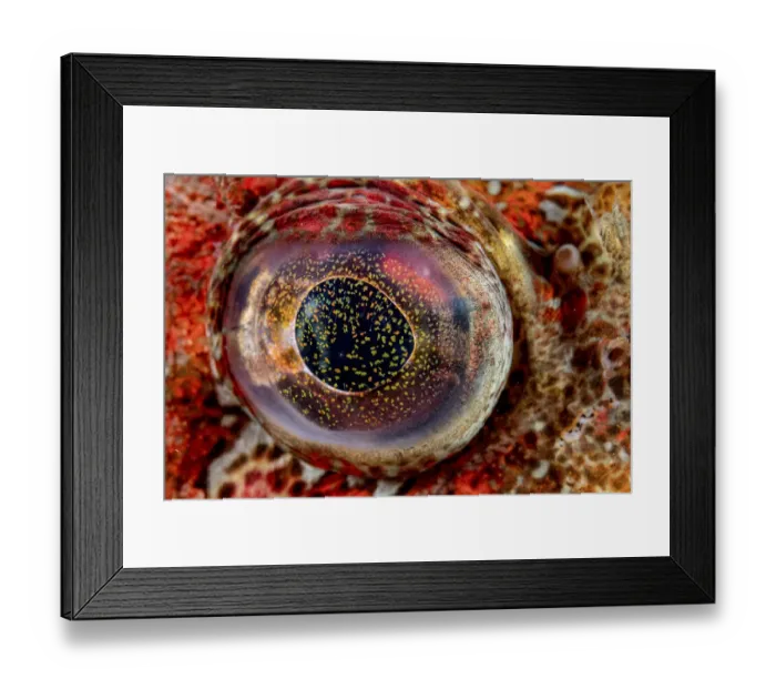 Framed Print : Close-up detail of the eye of a Red Irish lord fish (Hemilepidotus hemilepidotus Framed Print : Close-up detail of the eye of a Red Irish lord fish (Hemilepidotus hemilepidotus