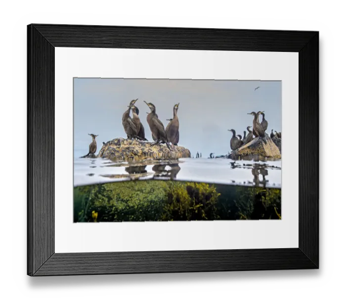 Framed Print : Young and adult Shags (Phalacrocorax aristotelis) gathered on rocks in the sea Framed Print : Young and adult Shags (Phalacrocorax aristotelis) gathered on rocks in the sea