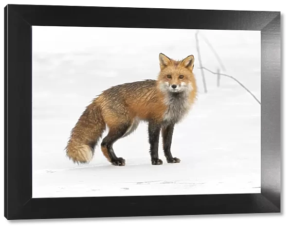 Red fox (Vulpes vulpes) on snow covered frozen pond, Acadia National Park, Maine, USA