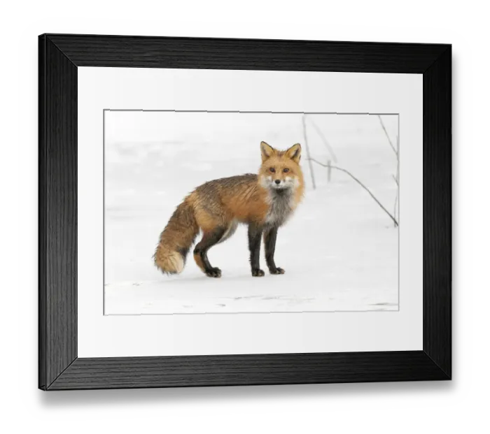 Framed Print : Red fox (Vulpes vulpes) on snow covered frozen pond, Acadia National Park, Maine, USA Framed Print : Red fox (Vulpes vulpes) on snow covered frozen pond, Acadia National Park, Maine, USA