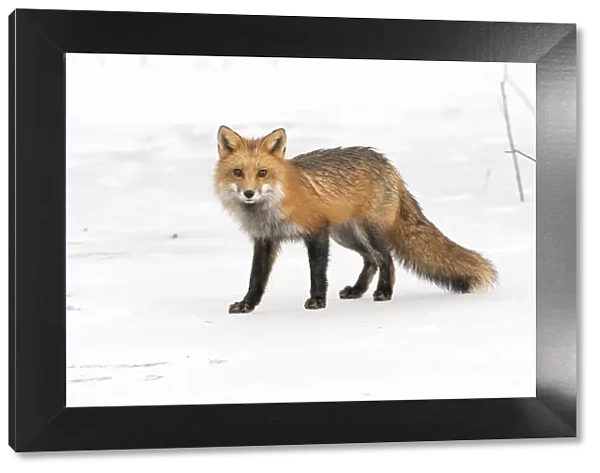 Red fox (Vulpes vulpes) on snow covered frozen pond, Acadia National Park, Maine, USA