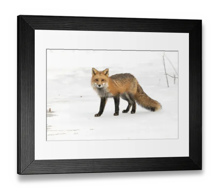Framed Print : Red fox (Vulpes vulpes) on snow covered frozen pond, Acadia National Park, Maine, USA Framed Print : Red fox (Vulpes vulpes) on snow covered frozen pond, Acadia National Park, Maine, USA