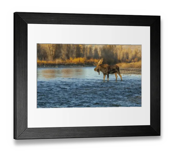 Framed Print : Moose (Alces alces) bull crossing mountain river at sunset, Grand Teton National Park Framed Print : Moose (Alces alces) bull crossing mountain river at sunset, Grand Teton National Park