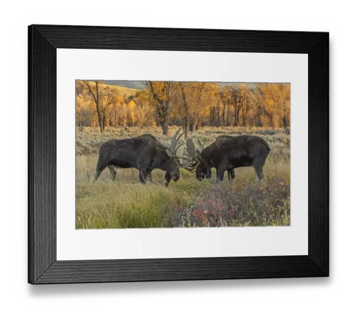 Framed Print : Moose (Alces alces) two bulls sparring in willow flat grasslands Framed Print : Moose (Alces alces) two bulls sparring in willow flat grasslands