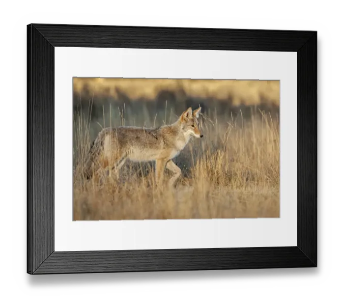 Framed Print : Coyote (Canis latran) in sagebrush grassland, Yellowstone National Park, Wyoming, USA Framed Print : Coyote (Canis latran) in sagebrush grassland, Yellowstone National Park, Wyoming, USA