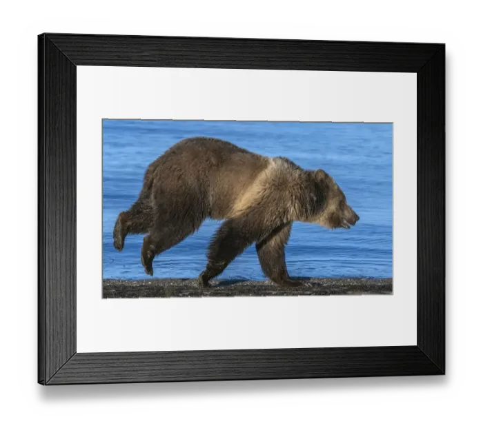 Framed Print : Grizzly bear (Ursus arctos horribilis) running along shore of Yellowstone Lake at sunrise