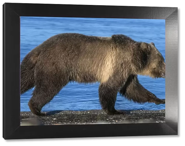 Grizzly bear (Ursus arctos horribilis) running along shore of Yellowstone Lake at sunrise