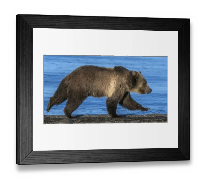 Framed Print : Grizzly bear (Ursus arctos horribilis) running along shore of Yellowstone Lake at sunrise Framed Print : Grizzly bear (Ursus arctos horribilis) running along shore of Yellowstone Lake at sunrise