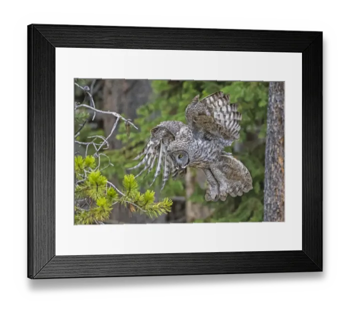 Framed Print : Great grey owl (Strix nebulosa) preparing to land, in tree, Yellowstone National Park Framed Print : Great grey owl (Strix nebulosa) preparing to land, in tree, Yellowstone National Park