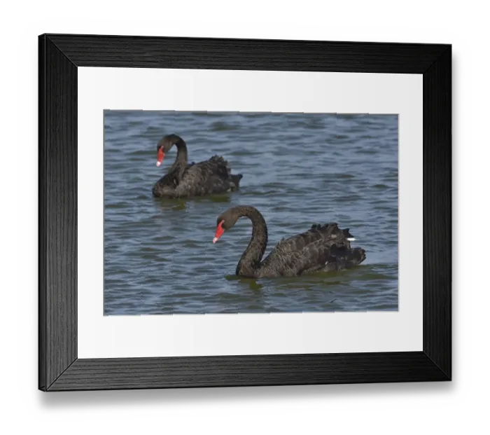Framed Print : Two Black swans (Cygnus atratus) on water, Noirmoutier Island, Vendee, France, July Framed Print : Two Black swans (Cygnus atratus) on water, Noirmoutier Island, Vendee, France, July