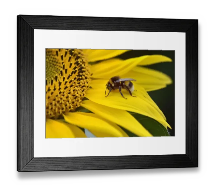 Framed Print : Buff-tailed bumblebee (Bombus terrestris) on flower petal, Vendee, France, August Framed Print : Buff-tailed bumblebee (Bombus terrestris) on flower petal, Vendee, France, August