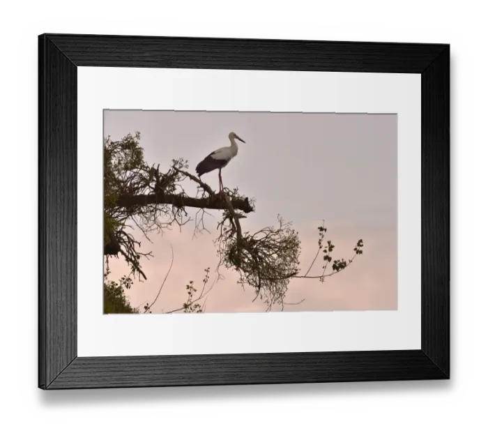 Framed Print : White Stork (Ciconia ciconia) perched on branch at sunset, Vendee, France, July Framed Print : White Stork (Ciconia ciconia) perched on branch at sunset, Vendee, France, July
