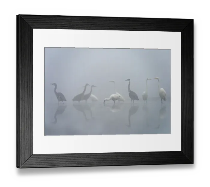 Framed Print : Mixed group of Grey heron (Ardea cinerea), Great white egret (Ardea alba Framed Print : Mixed group of Grey heron (Ardea cinerea), Great white egret (Ardea alba