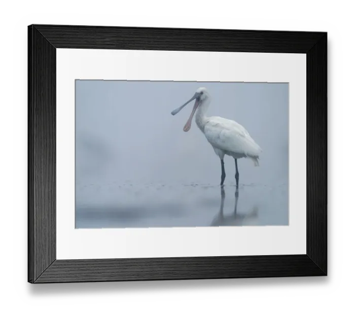 Framed Print : Spoonbill (Platalea leucorodia) calling in shallow pond on misty morning Framed Print : Spoonbill (Platalea leucorodia) calling in shallow pond on misty morning