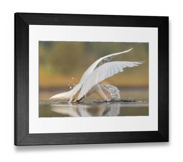 Framed Print : Great white egret (Ardea alba) diving to catch prey in shallow pond Framed Print : Great white egret (Ardea alba) diving to catch prey in shallow pond