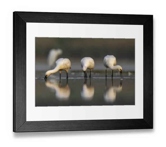 Framed Print : Three Spoonbills (Platalea leucorodia) feeding in shallow pond Framed Print : Three Spoonbills (Platalea leucorodia) feeding in shallow pond