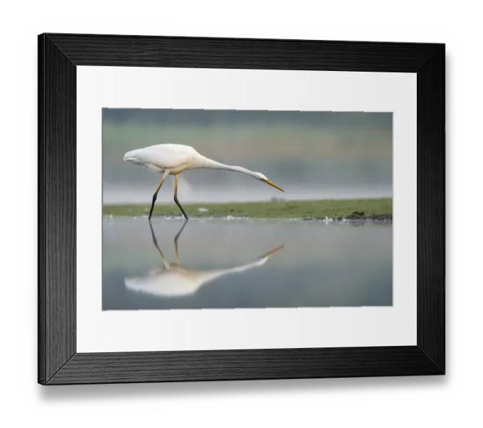 Framed Print : Great white egret (Ardea alba) fishing in shallow pond, Valkenhorst Nature Reserve Framed Print : Great white egret (Ardea alba) fishing in shallow pond, Valkenhorst Nature Reserve