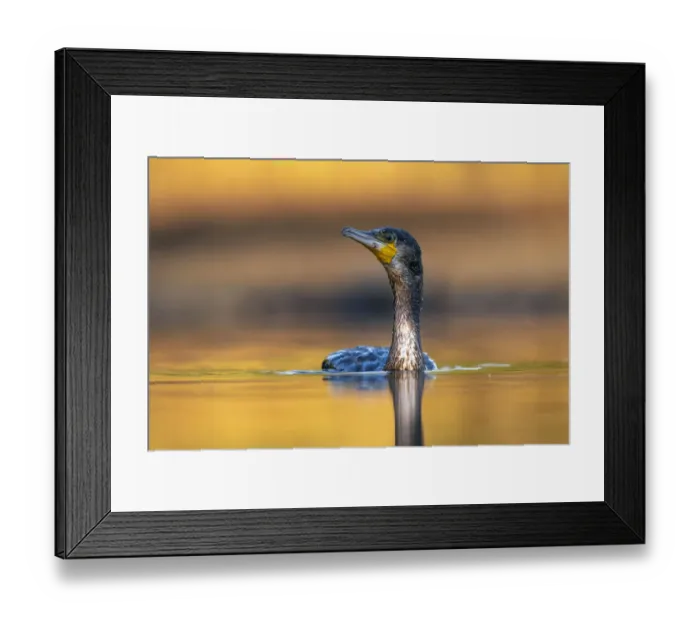 Framed Print : Cormorant (Phalacrocorax carbo) swimming on pond, Valkenhorst Nature Reserve Framed Print : Cormorant (Phalacrocorax carbo) swimming on pond, Valkenhorst Nature Reserve
